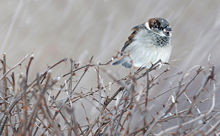 A-bird-rests-atop-a-bush--011.jpg