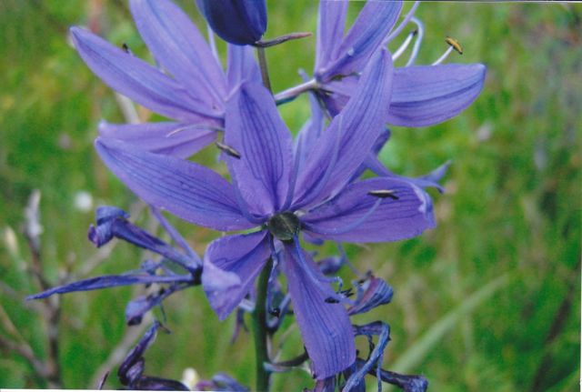 Agavaceae Camassia quamash.jpg