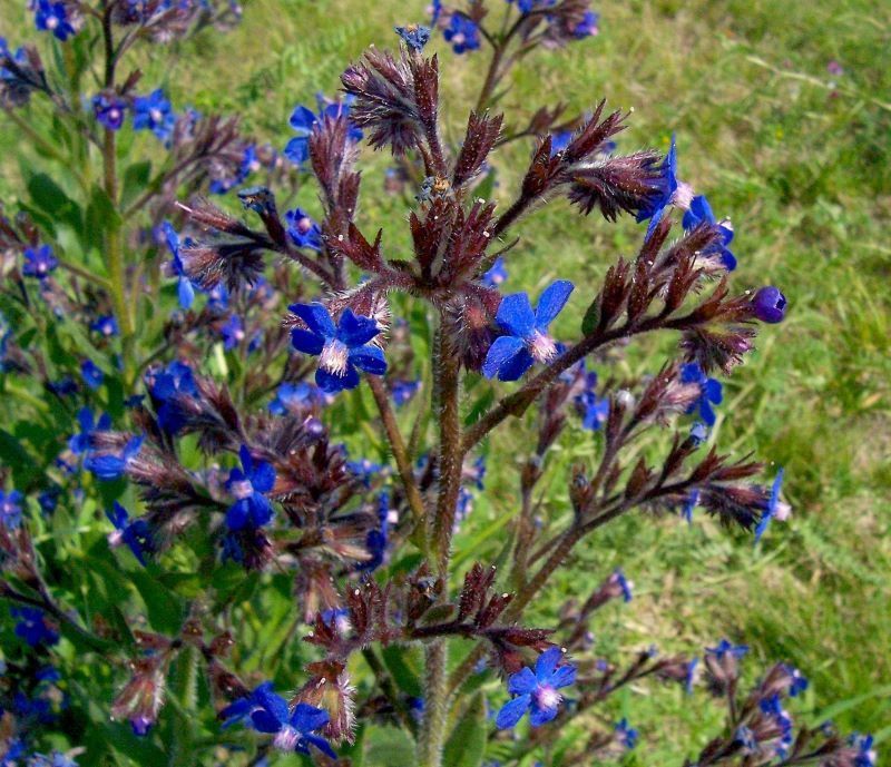 anchusa_azurea_2.jpg