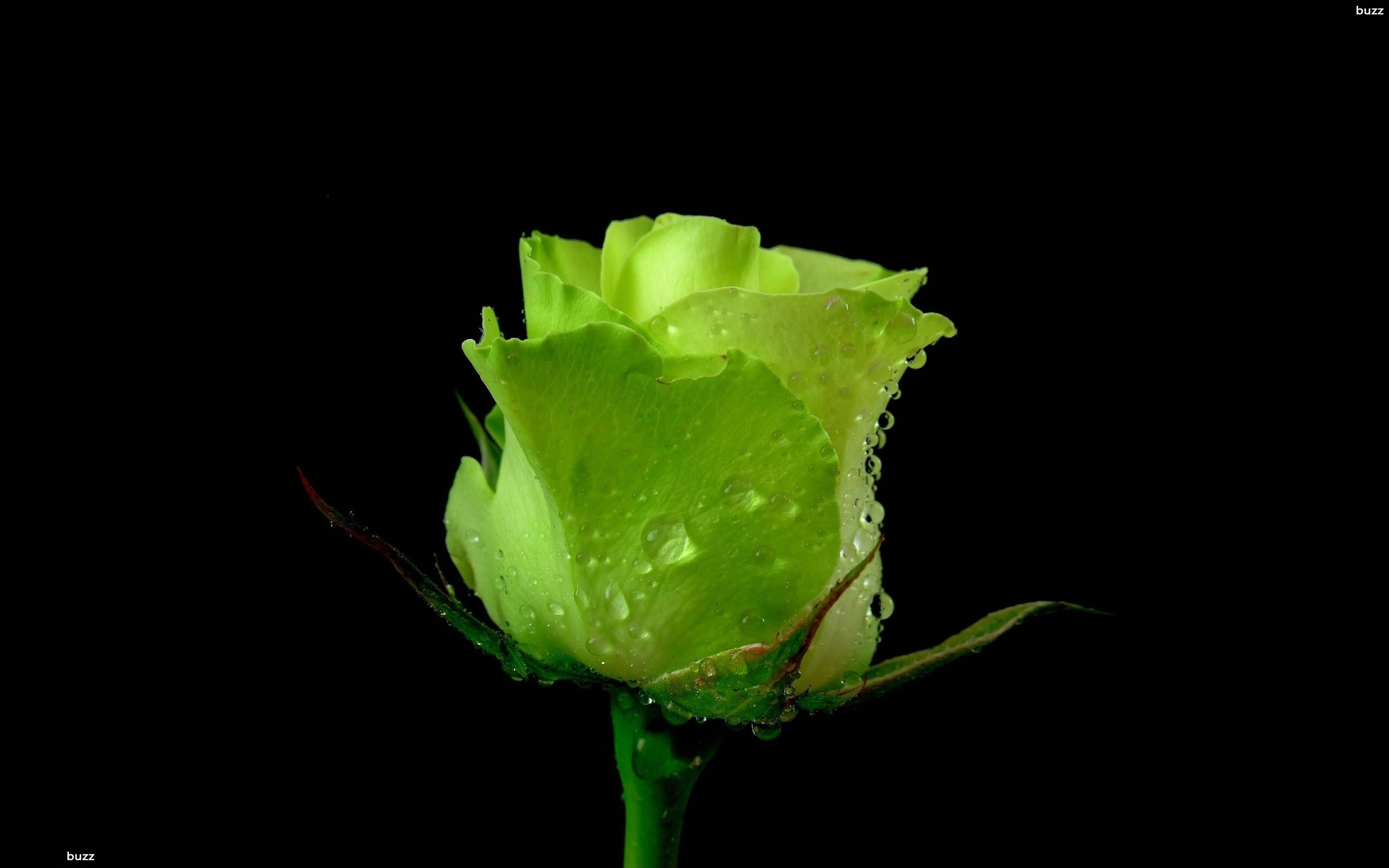 b_green-rose.jpg