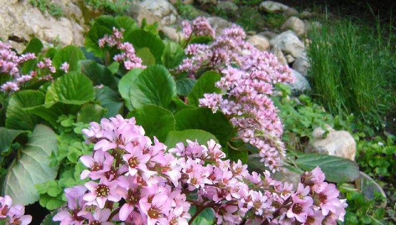 Bergenia%20-%20fioritura%20-.jpg