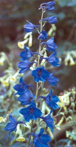 blue-delphinium-flowers.jpg
