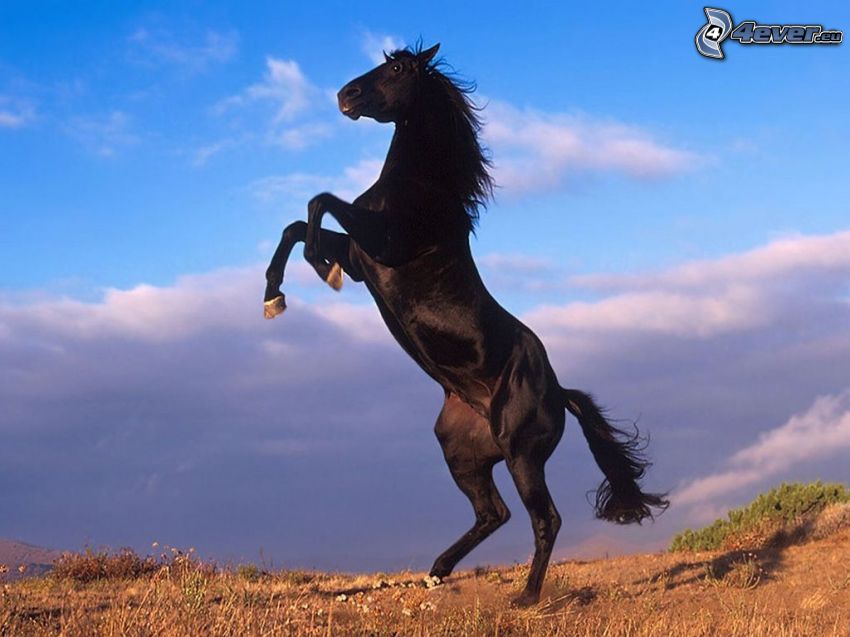 cavallo-nero,-liberta,-cielo-145476.jpg