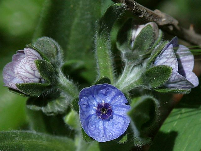 cynoglossum_officinale_01.jpg