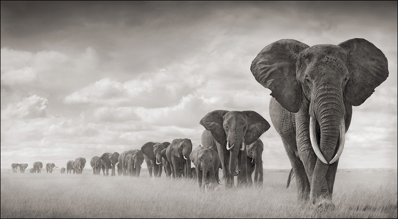 Elephants+Walking+Through+Grass+18inW.jpg