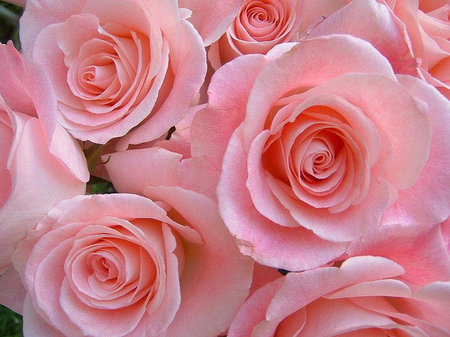 fancy-flower-pink-roses-Favim.com-267459.jpg