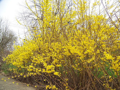 forsythia.jpg