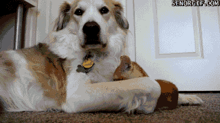 funny-gifs-kitten-tries-to-steal-dogs-tongue.gif