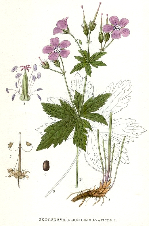 geranium selvaticum.jpg