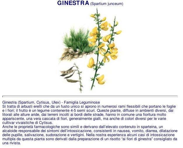 ginestra com.jpg