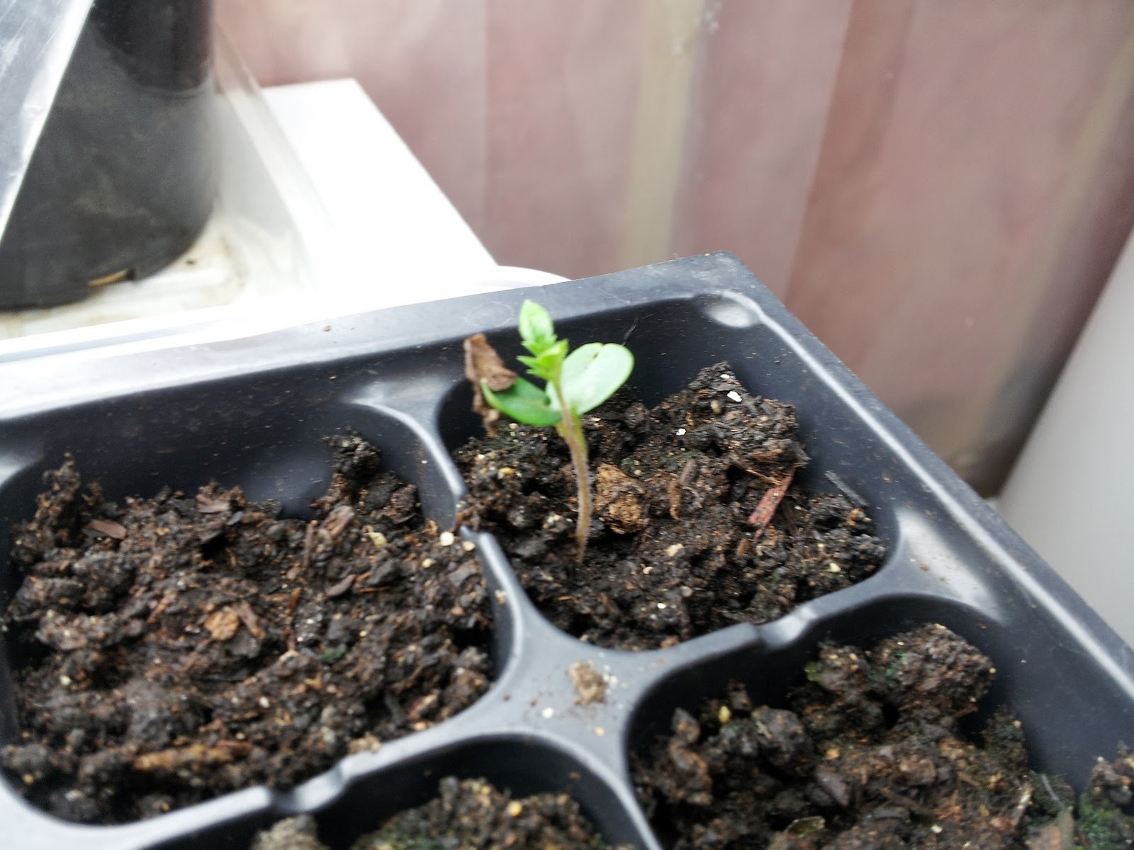 Jacaranda mimosifolia seedling.jpg