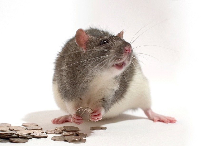money rat.jpg