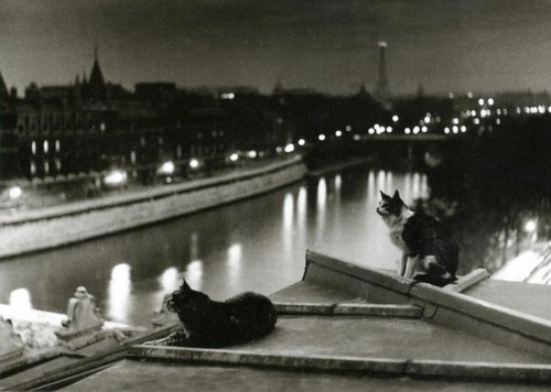 Paris, les chats, la nuit”, Robert Doisneau, Paris, 1954.jpg