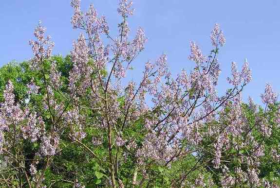 RoyalPaulownia_050516.jpg