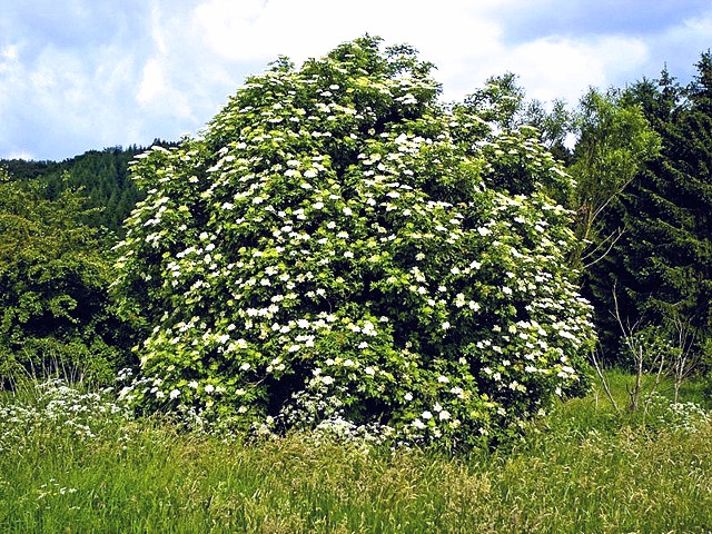 Sambucus nigra pianta.jpg