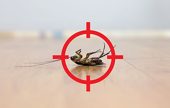scarafaggio-target.jpg