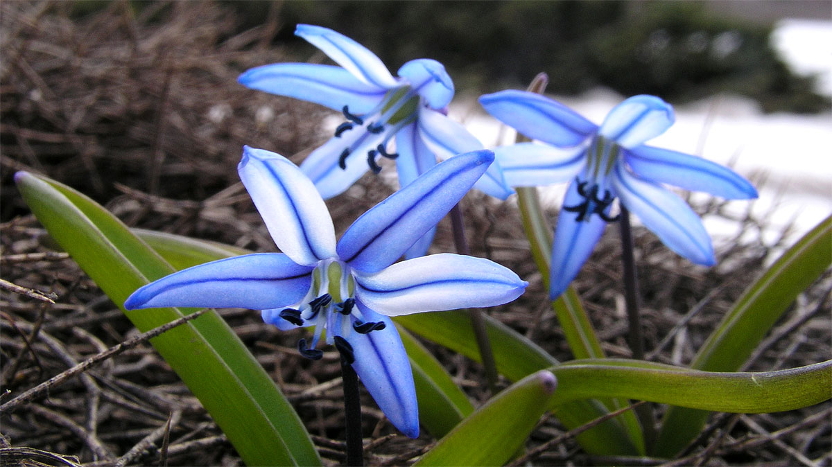 scilla_armenax1200.jpg