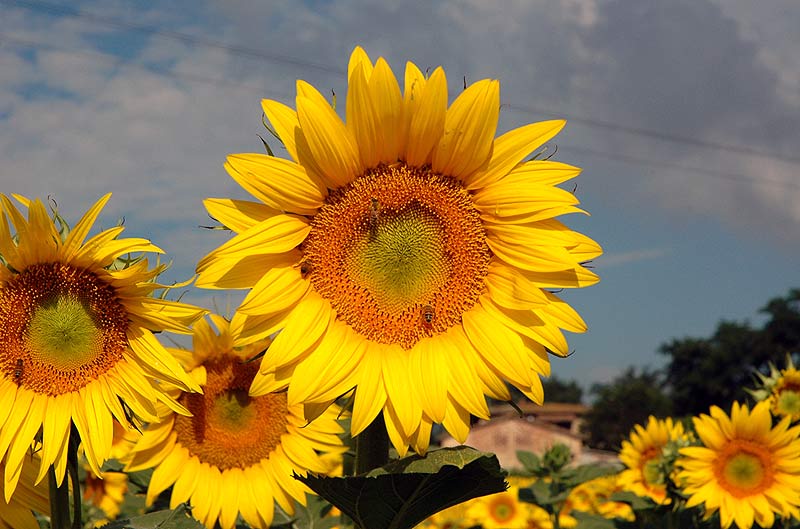 Sunflower-0.jpg