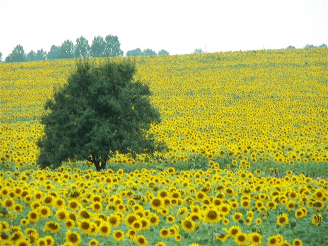 sunflowers-24.jpg