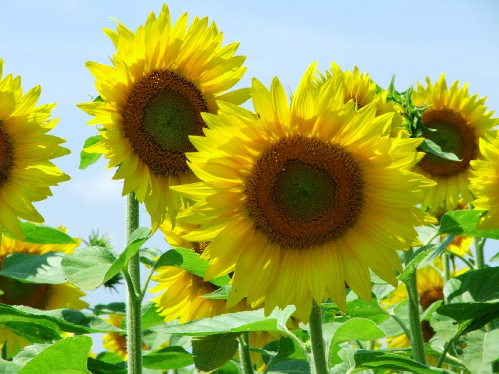 sunflowers002.jpg
