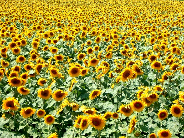 sunflowers16.jpg