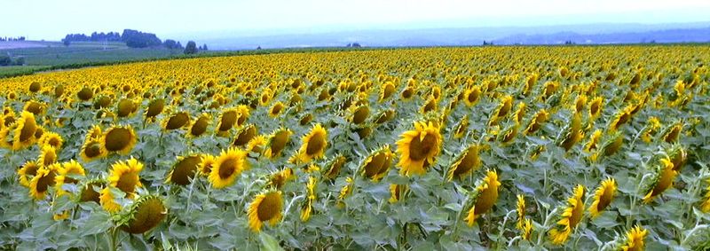 Sunflowers_Fr.jpg
