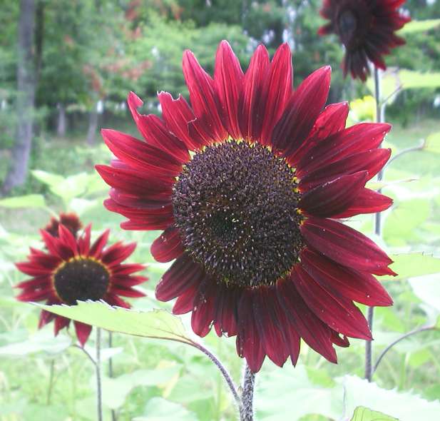 sunflowervelvetqueen-b.jpg