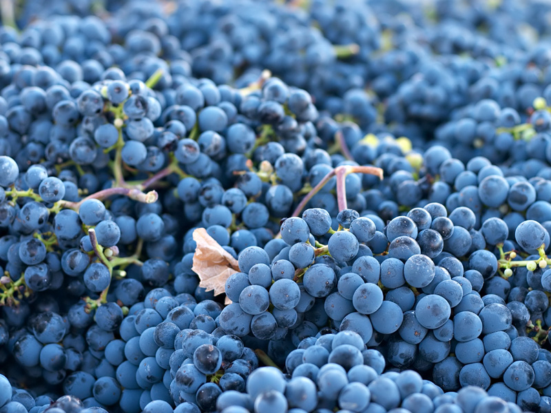 vitis_cabernet_franc.jpg