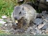 marmotta.JPG