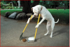 cane pulito.PNG
