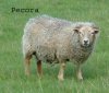 1010_pecora1_1.jpg
