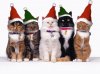 MerryChristmasCats2.jpg