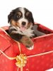 7795433-cucciolo-bovaro-bernese-seduto-in-un-regalo-di-natale.jpg