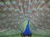 phoca_thumb_l_fattoria109.jpg