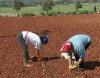donne-lavoro-campi.jpg