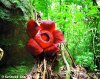 rafflesia2.jpg