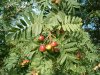 Sorbus_domestica_FruitsLeaves_BotGardBln0906a.JPG