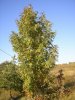 sorbus_domestica_tree.jpg