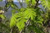 Sorbus_domestica_Fo2.jpg