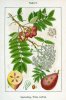 Sorbus domestica_8.jpg