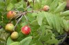 Sorbus_domest_Fr63.jpg