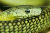 depositphotos_2489939-Green-mamba.jpg