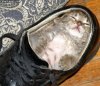 i_sleep_in_a_shoe.jpg