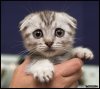 gatto21.jpg