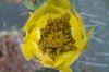 opuntia_ficus-indica_30.jpg