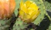 opuntia_ficus-indica_24.jpg