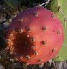 opuntia_ficus-indica_3.jpg