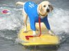 surfdog03.jpg