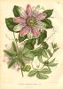 Passifloraceae - Passiflora.jpg