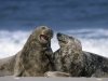 milse-thorsten-grey-seal-halichoerus-grypus-heligoland-schleswig-holstein-germany.jpg